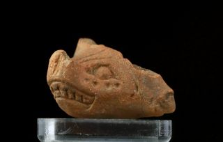 Sc Pre Columbian Mexico / Mayan Pottery Head Of Beast,  500 Bc - 500 Ad