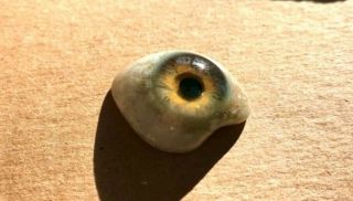 1940s Vintage Antique Prosthetic Human Glass Eye Hazel
