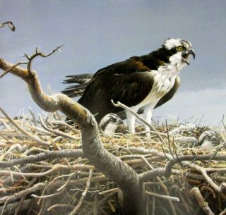 Vintage Art Robert Bateman Osprey Family Nest Air Forest Watch Eagle Predatory