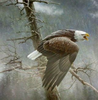 Vintage Art Robert Bateman Osprey Family Nest Air Forest Watch Eagle Predatory 2