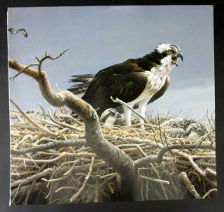 Vintage Art Robert Bateman Osprey Family Nest Air Forest Watch Eagle Predatory 3