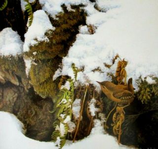 Vintage Art Robert Bateman Winter Wren Snow Fern Moss Bird Brown Green 1979