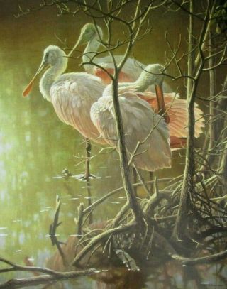 Vintage Art Robert Bateman Mangrove Morning Roseate Spoonbills Sandhill Cranes