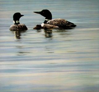 Vintage Art Robert Bateman Loon Family 1979 Mate Pair Bird Duck Pond Lake
