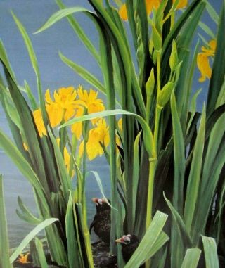Vintage Art Robert Bateman Daffodils Jonquils Spring Pond Birds Gallinule Family