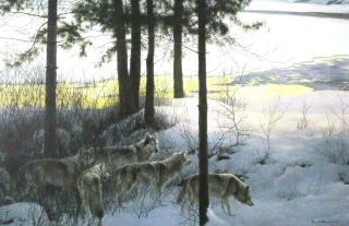 Robert Bateman Art Print Edge Night Timberwolves Wolf Pack Heritage Bald Eagle