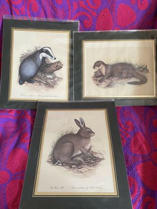 Set Of 3 Vintage Prints Of A Painting By David Andrews.  Hare/rabbit,  Otter Badger