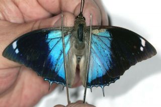 Butterflie Charaxes Bohemani Male Rare From Mpanda,  Tanzania