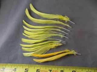 12 Yellow Cockatoo Crest Feathers Rare Unusual Fly Tying Materials Crafts
