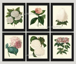 Unframed Botanical Print Set 6 Antique Pink White Hydrangea Plant Flowers Art