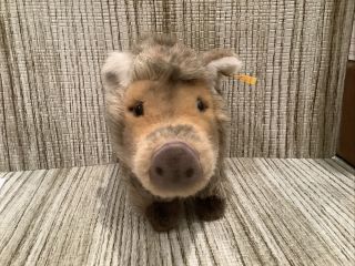 Rare Vintage German Steiff Stuffed Animal Young Boar w/ Button & Tag “Suggy” 2