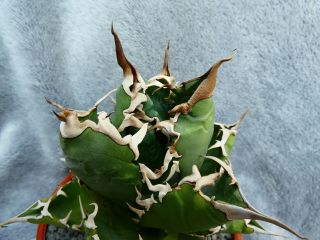 Agave Titanota / Garden Origin - Japan Selection / - Very Rare Plant