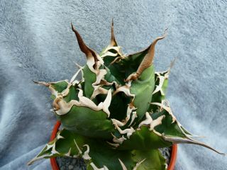 Agave titanota / Garden origin - japan selection / - very rare plant 2