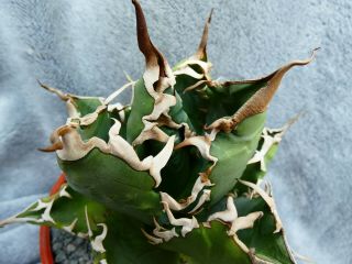 Agave titanota / Garden origin - japan selection / - very rare plant 3