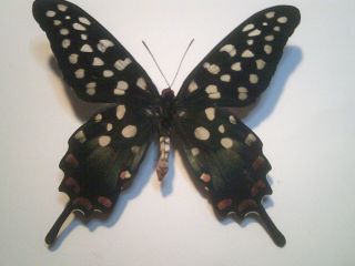 Real Insect/butterfly Set/spread B6825 Rare V/lge Male Papilio Antenor Red Spots
