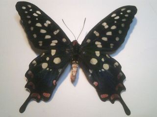 Real Insect/butterfly Set/spread B6819 Rare V/lge Male Papilio Antenor Red Spots