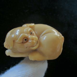 Old Japanese Netsuke,  Carved Tagua/ Palm Nut; Smiling Puppy With Collar,  Signed