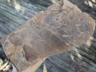 Hell Creek Montana Leaf Fossil Specimen Research Plant Material Antique Lf1