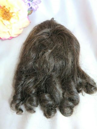 Antique Vintage Doll Wig Brunette Human Hair Long Ringlets Bangs 11 1/2 " C