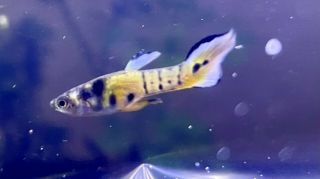 3 Male Rainbow Tiger Endlers Rare Aquarium Fish Guppy