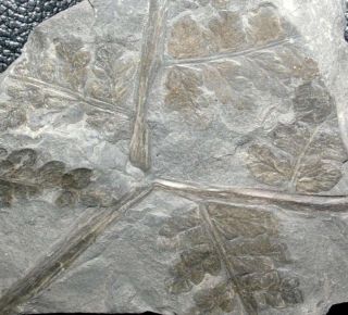 Mariopteris Dernoncourti,  Rare Carboniferous,  Pennsylvanian,  Moscovian Plant