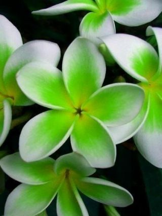 Moving Plumeria Two Tone White/green Live Plant From Seed (rare) Florida