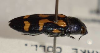 Rare Castiarina Wilsoni Australia Z Jewel Beetle Buprestid Calodema
