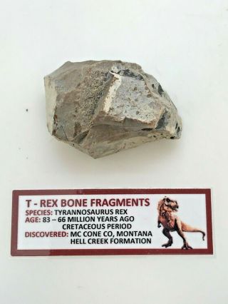 Rare Ancient T - Rex Bone Fragment - 83/66 Myo - Hell Creek Formation - Tbf2