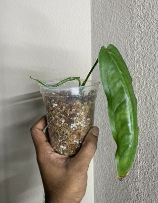Monstera Obliqua Amazonas Rare - Rooted Top Cutting
