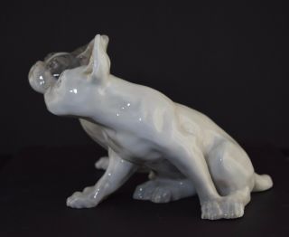 Rare Royal Copenhagen Pair French Bulldogs Large Porcelain Figurine 2