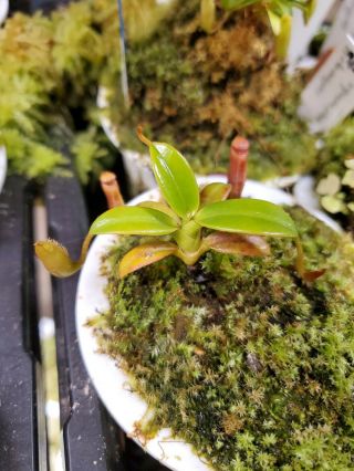 Nepenthes Edwardsiana 3 " Pot Size Extremely Rare And Coveted Species