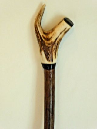 Vintage Hazel Walking / Hiking Stick With Stag Horn Handle 114cm