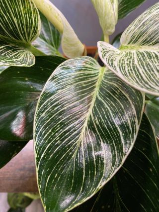 Rare Philodendron Birkin Variegated Houseplant 6 Inch