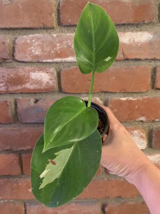 Variegated Philodendron White Wizard Live Rooted Rare Plant Aroid