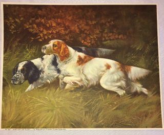Vintage Gustav Muss - Arnolt (1858 - 1927) 8” X 10” Print Spaniels Hunting Dogs