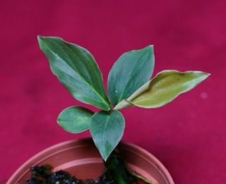 Rhodospatha Species Rare Aroid Monstera Philodendron Anthurium Terrarium