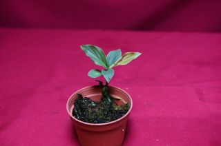 Rhodospatha Species Rare Aroid Monstera Philodendron Anthurium Terrarium 3