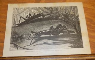 1885 Antique Animal Print///solomon Islands Stick - Insect,  Or,  Eurycantha Armata