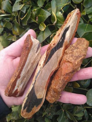 Three (3) Rare Vale Oregon Petrified Wood Limbs Red Black Pink White Bark 15.  5oz
