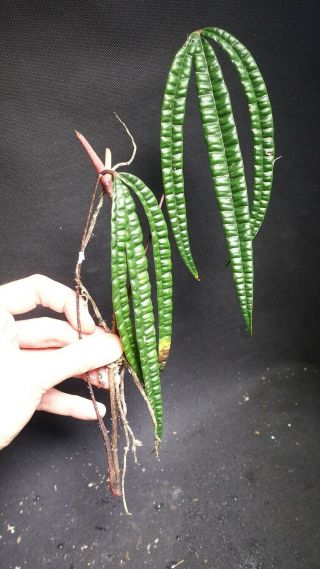 Anthurium Cutucuense - Extremely Rare Aroid,  Ornamental Leaves