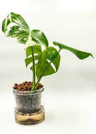 RARE TRUE Monstera Deliciosa Albo Variegata Well - Rooted Plant 4