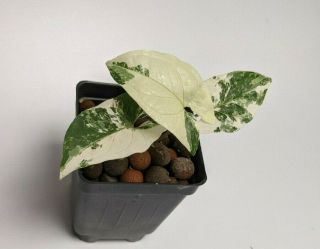 Syngonium Podophyllum Albo - Variegata Rare And Unusual Aroid