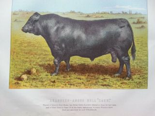 Antique Print Dated C1880 Aberdeen Angus Bull Cash Large Lithograph Farming Art