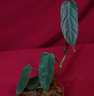Philodendron Species Rare Aroid Terrarium Plant Monstera Anthurium