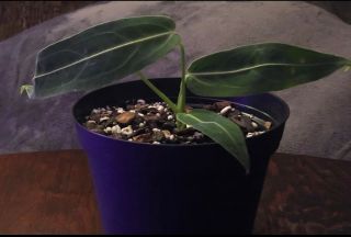 Anthurium Warocqueanum Dark Narrow Rare Velvet Aroid Plant Queen Anthurium 5 "