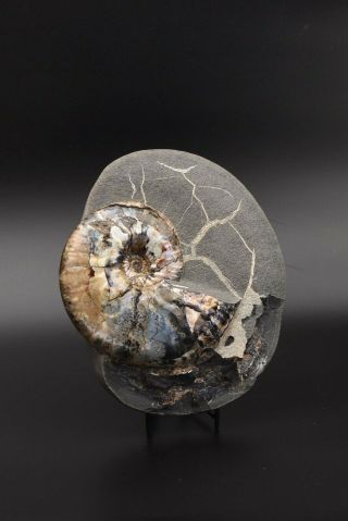 Deshayesites Sp.  Rare Russian Ammonite.