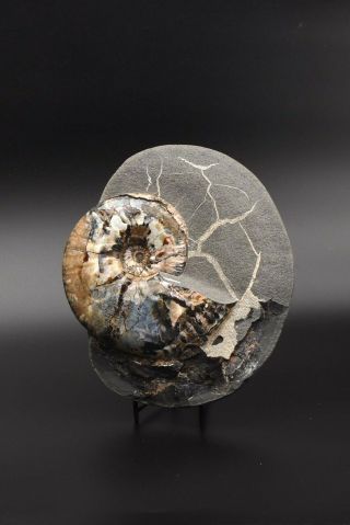Deshayesites sp.  Rare Russian ammonite. 2