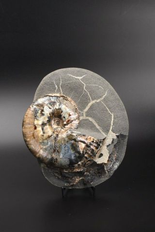 Deshayesites sp.  Rare Russian ammonite. 4