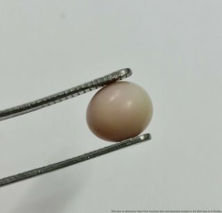 Rare Natural Saltwater Pink Gia 4.  13ct Loose Undrilled Pearl
