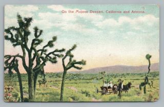 Joshua Trees In Mojave Desert (typo) Randsburg Ca Arizona Antique Horse 1910